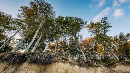 From Soil to Skin: Understanding Force-Related Tissue Harm through Nature's Lens