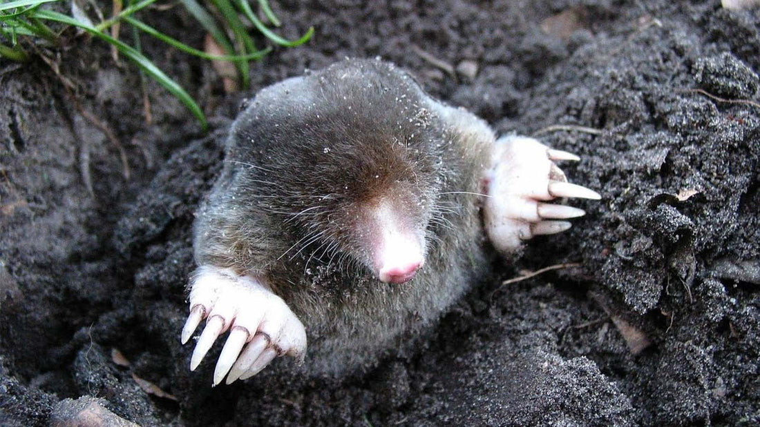 Is tissue harm the mole of patient safety?