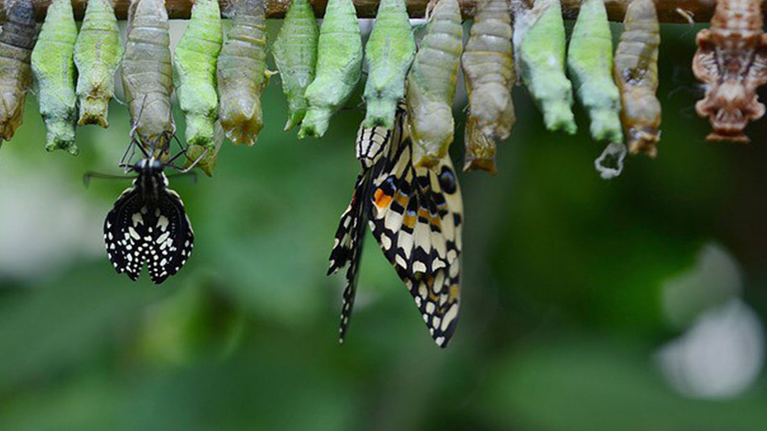 Why metamorphosis is needed to protect both patients and carers during inbed care